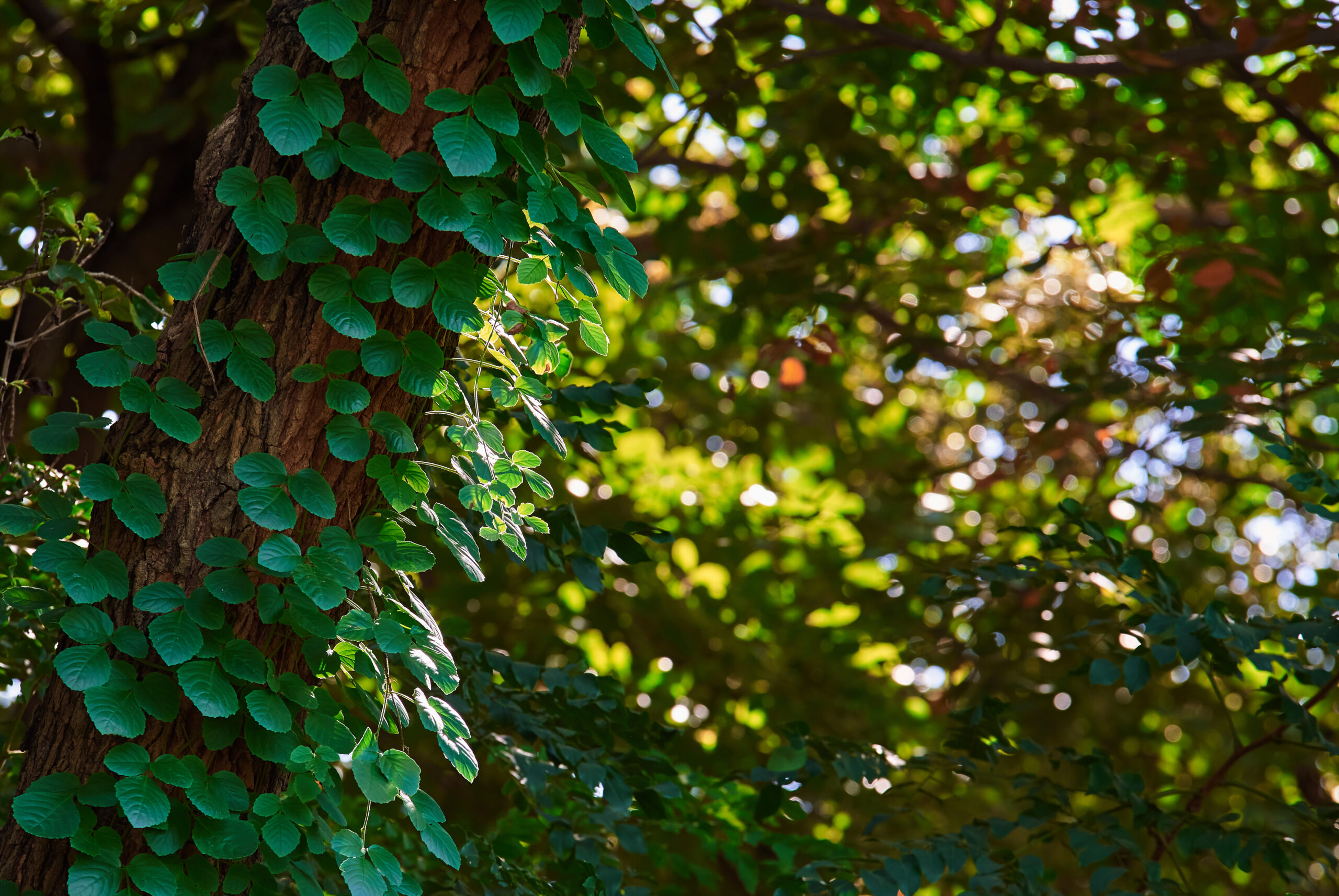 fresh-green-leaves-of-the-ivy-on-the-tree-trunk-2021-08-29-14-20-59-utc