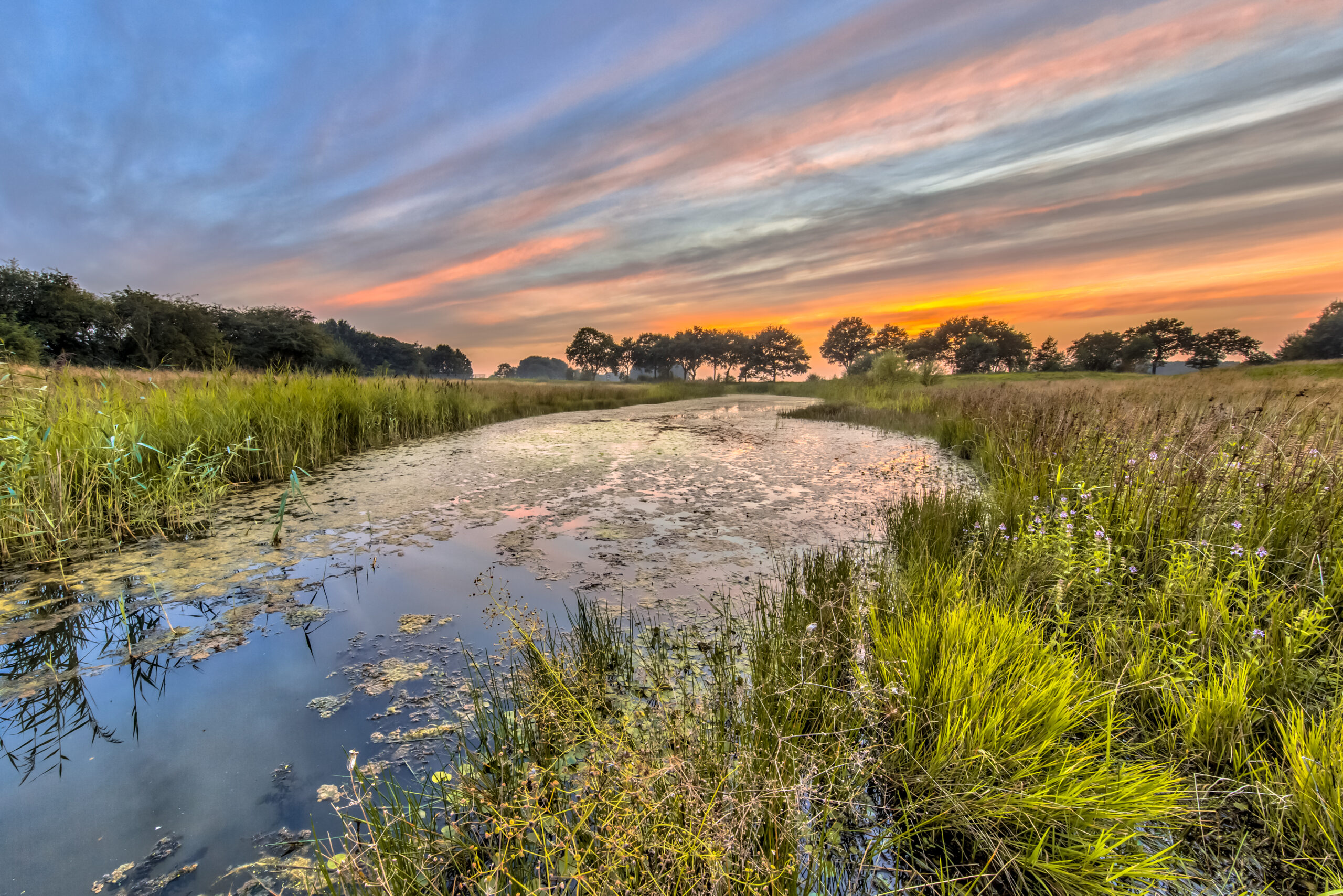 Natural river arm with swamp vegetation in marshland, typical dragonfly habitat in the Netherlands